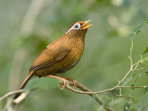 Các giống chim cảnh phổ biến thường được nuôi tại Việt Nam